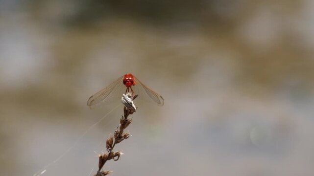 Close-up of scarlet dragonfly resting and swaying on dry grass. Subtle movement creates a delicate natural insect wildlife concept