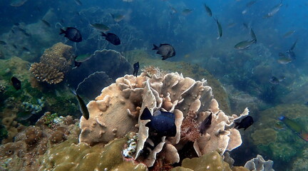Cambodian sea life