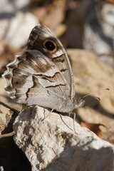 Closeup on a Striped Grayling butterfly, Hipparchia fidia sitting on a stone