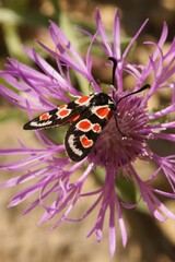 Closeup on a colorful diurnal Provence burnet moth, Zygaena occitanica on a pink Centaurea flower