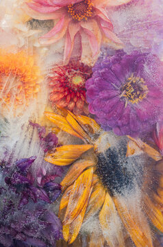 Frozen in Time: A Tapestry of Frosted Floral Dreams with Dahlia flowers in winter