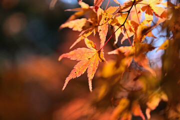 ノリタケの森のクリスマスと紅葉