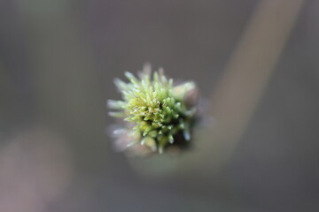 自然の造形美を感じるコセンダングサの種