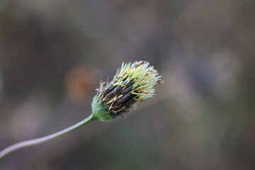 秋の野山に輝くコセンダングサの緑の種子