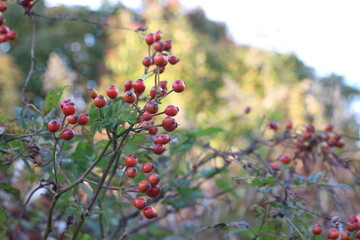 野生の生命力を感じるノイバラの実と鋭い棘