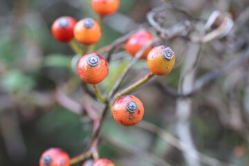 晩秋の光に照らされたノイバラの実の輝き
