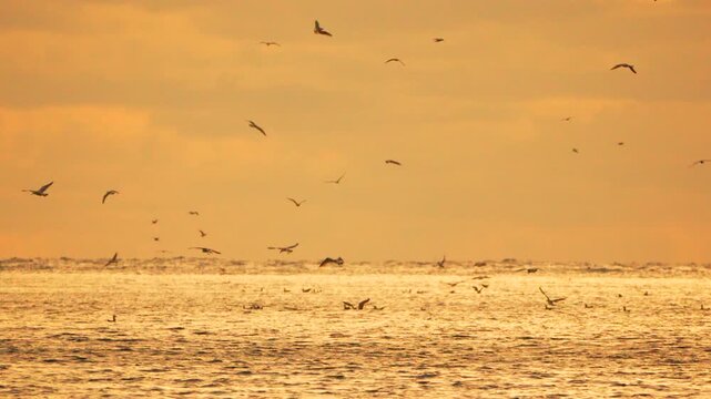 Seagulls ocean sunset, birds fly and dive over the glistening ocean surface during a vibrant golden sunset Vertical video