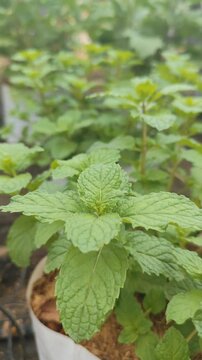 Pepper mint plant in the garden, selective focus on mint leaves