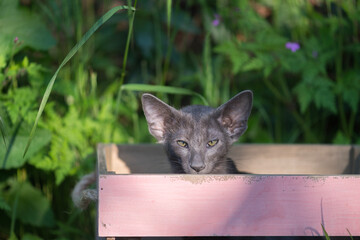 Orientalisch Kurzhaar K&auml;tzchen in einer Box im Garten