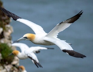 Northern Gannets Soaring Over the Dramatic Coastal Cliffs of North Yorkshire During Breeding Season