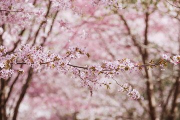 Flowers on the branches of a tree in a Japanese park. Pink sakura is in bloom. Spring is here, and nature is coming to life. Japanese sakura is in bloom in a spring garden.