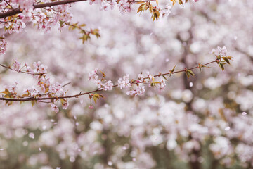 Obraz premium Flowers on the branches of a tree in a Japanese park. Pink sakura is in bloom. Spring is here, and nature is coming to life. Japanese sakura is in bloom in a spring garden.