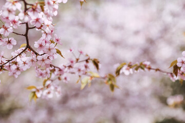 Flowers on the branches of a tree in a Japanese park. Pink sakura is in bloom. Spring is here, and nature is coming to life. Japanese sakura is in bloom in a spring garden.