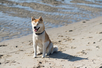 Shiba Inu an der Nordsee
