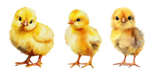 Watercolor chicken illustration set featuring cute chicks and realistic hens. Easter spring farm birds in cartoon style with happy baby chickens on white background. © Narin