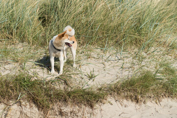 Shiba Inu in den D&uuml;nen