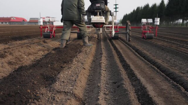 Tractor Sowing Burdock Seeds in Field &ndash; Modern Agriculture and Vegetable Farming