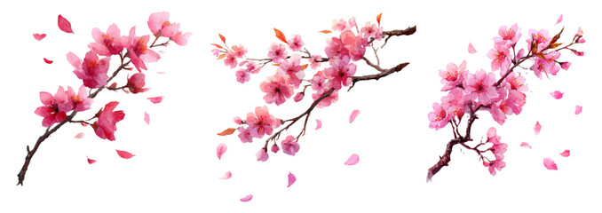 Fototapeta premium Delicate watercolor cherry blossoms with soft pink petals floating through spring air, creating a dreamy sakura background perfect for romantic designs and seasonal projects.