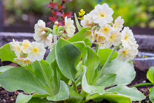 A flowering low-growing bush - primrose auricula (auricularis) in a summer garden flowerbed.