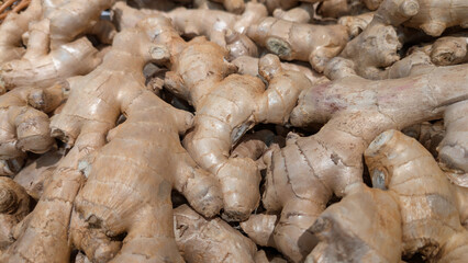 Fresh ginger roots in a vegetable aisle at the supermarket