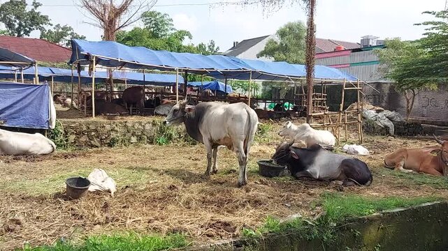 Cattle or cows animal market atmosphere ahead of Eid al-Adha. Muslim sacrifices.