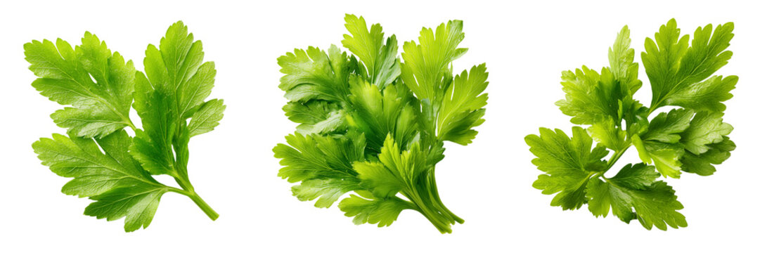 Set of Fresh cilantro plant pods with delicate stems transparent png background. Ai generated