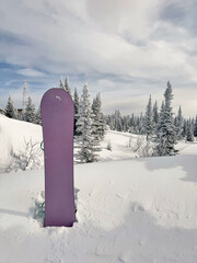 Purple snowboard standing in snow among pine trees