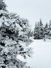 Snow covered pine tree in winter forest under gray sky