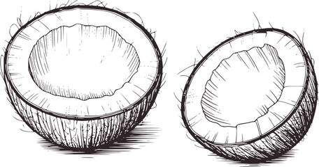 Black and white detailed of two halved coconuts with fibrous husk