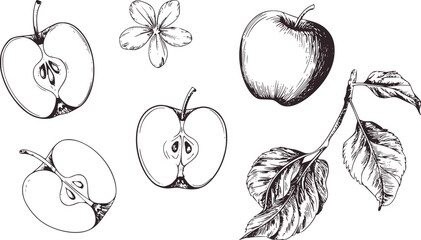 Detailed black and white line of apple flower leaves and cross sections