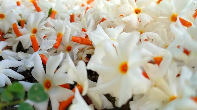 Fallen Night Jasmine Flowers on the Ground with Soft Natural Light. Night Jasmine Morning Flowers Cinematic video.