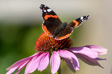 An Admiral butterfly sits on an echinacea flower. © Ludmila
