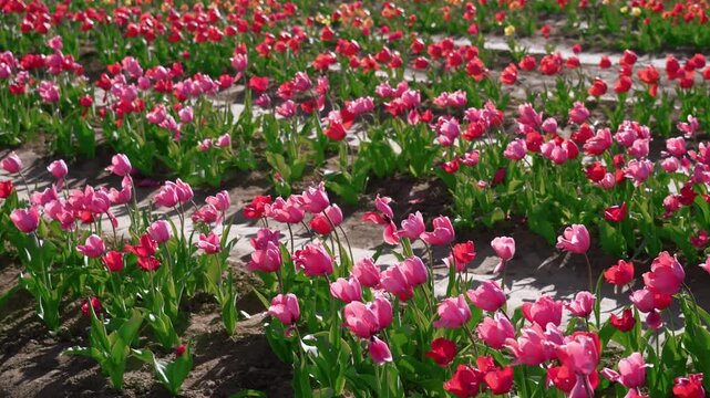 Description:
Tulip plant in bloom, showcasing vibrant petals and elegant natural form. A symbol of spring, beauty, and floral nature commonly associated with gardens and seasonal growth