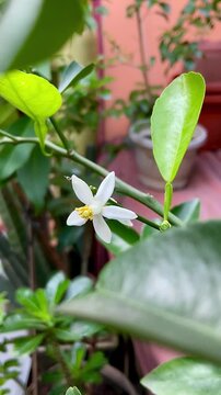White flower of kaffir lime on nature background.