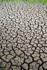 Cracked dry soil with small green grass shoots emerging from the ground, symbolizing drought, water...