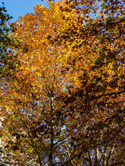 Bicycle and pedestrian lane along corso Sempione in Milan, Italy