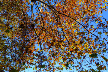 Bicycle and pedestrian lane along corso Sempione in Milan, Italy