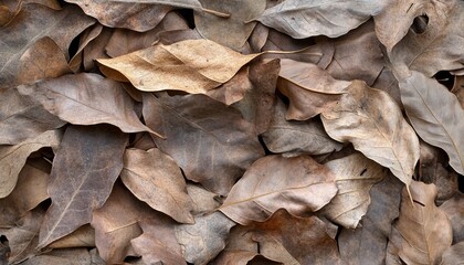 Colorful Dried Oak Leaf Litter on the Ground in Autumn, Creating a Textured Natural Background