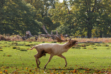 Fallow deer running