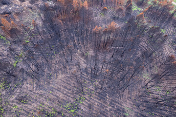 Aerial View of Burnt Plantation The Concept of Forestry
