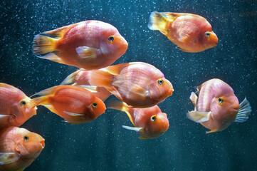 Ornamental fresh water blood parrot cichlids fish
