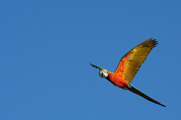 Parrots and macaws are kept as pets until people trust them enough not to fly away, then they are released to fly freely in the air. © nopwaratch