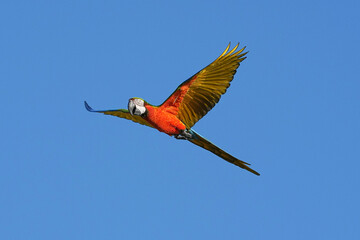 Parrots and macaws are kept as pets until people trust them enough not to fly away, then they are released to fly freely in the air. © nopwaratch
