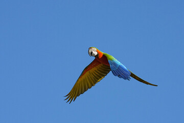 Parrots and macaws are kept as pets until people trust them enough not to fly away, then they are released to fly freely in the air. © nopwaratch
