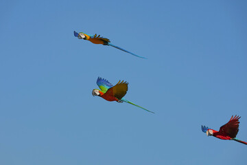 Parrots and macaws are kept as pets until people trust them enough not to fly away, then they are released to fly freely in the air. © nopwaratch