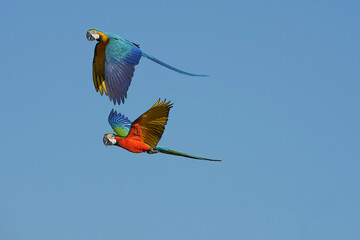 Parrots and macaws are kept as pets until people trust them enough not to fly away, then they are released to fly freely in the air. © nopwaratch