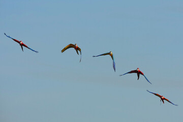 Parrots and macaws are kept as pets until people trust them enough not to fly away, then they are released to fly freely in the air. © nopwaratch