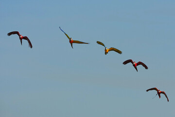Parrots and macaws are kept as pets until people trust them enough not to fly away, then they are released to fly freely in the air. © nopwaratch