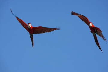 Parrots and macaws are kept as pets until people trust them enough not to fly away, then they are released to fly freely in the air. © nopwaratch