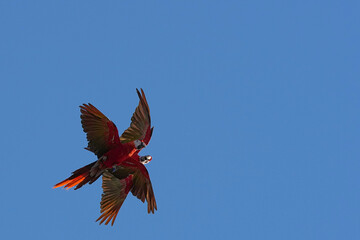 Parrots and macaws are kept as pets until people trust them enough not to fly away, then they are released to fly freely in the air. © nopwaratch